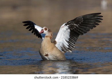 Egyptian Goose (Alopochen aegyptiaca) landing in the water, spread wings, Hesse, Germany