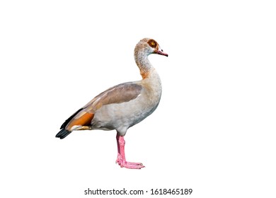 Egyptian goose (Alopochen aegyptiaca) native to Africa and the Nile Valley against white background