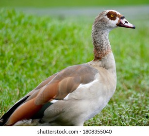 Egyptian Goose (Alopochen Aegyptiaca) Profile. Baptist Hospital Of Miami, Florida 8/18/2020