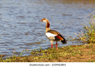 Egyptian goose (Alopochen aegyptiaca),  in the water, Kruger National Park, South Africa.