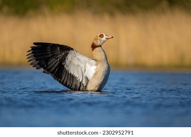 The Egyptian Goose (Alopochen aegyptiacus