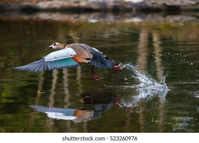 Egyptian goose (Alopochen aegyptiacus) in flight above the water surface of a lake. Takeoff with water splashes.