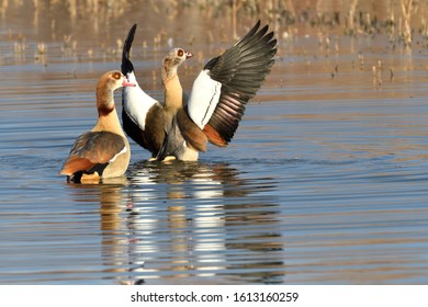 The Egyptian Goose (Alopochen aegyptiacus) is a member of the duck, goose, and swan family Anatidae.