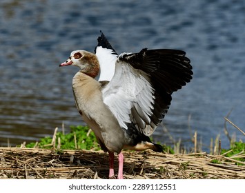 Egyptian Goose (Alopochen aegyptiacus) is spreading his wings. 