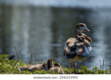 An Egyptian goose with chicks on the riverbank. - Powered by Shutterstock