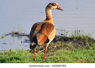 Egyptian Goose At Chobe River, Botswana