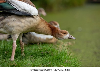 Egyptian Goose In Crystal Palace Park London