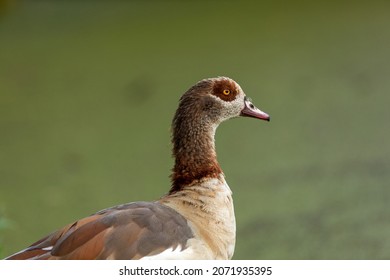 Egyptian Goose In Crystal Palace Park London