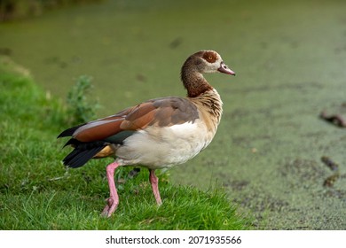 Egyptian Goose In Crystal Palace Park London