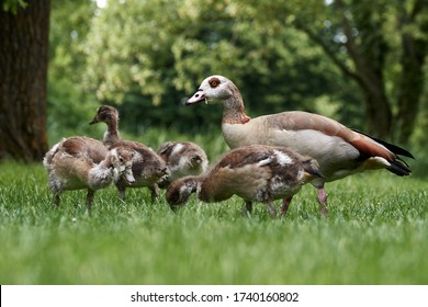 Egyptian goose family with many cute goslings (Alopochen aegyptiaca) eating grass in the meadow. Young chicks protected by mother goose in spring nature. Rastatt, Germany 