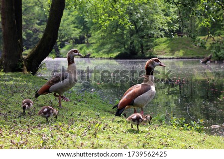 An Egyptian goose family with three chickens walking at the bank of a creek in a park in spring
