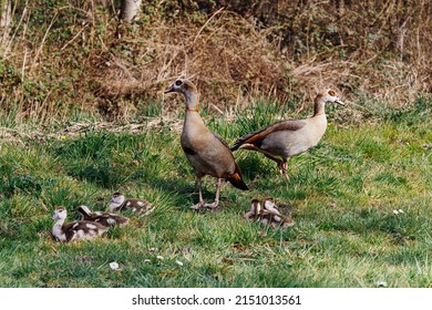 Egyptian goose family in the wild. The female, male and goslings of the Egyptian goose are resting in the grass. Adult goose with goslings. Spring brood. Cute fluffy goslings.