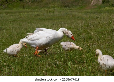 Egyptian goose family in the wild. The female, male and goslings of the Egyptian goose are resting in the grass. Adult goose with goslings. Spring brood. Cute fluffy goslings.