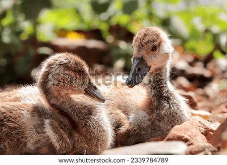 Egyptian Goose Gosling, Kruger National Park