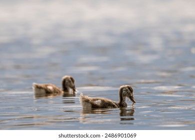 Egyptian goose goslings swimming in water in spring. Two alopochen aegyptiaca in Switzerland. - Powered by Shutterstock