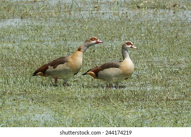 Egyptian Goose, Great Rift Valley, Ethiopia, Africa