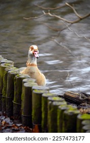 An Egyptian goose looking over a fence with water behind. Unusual view. Egyptian goose (Alopochen aegyptiaca) at the Keston Ponds in Keston, Kent, UK.