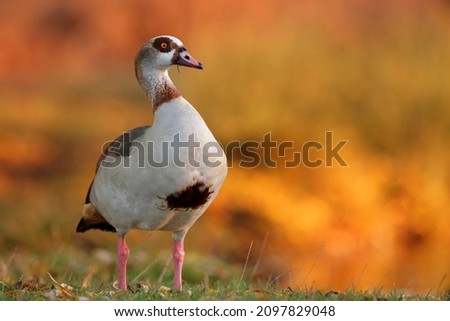 Similar – Image, Stock Photo Nile geese of the genus Alopochen aegyptiaca on the shore of Lake Phoenix in the light of the evening sun in the Hörde district of Dortmund in Westphalia