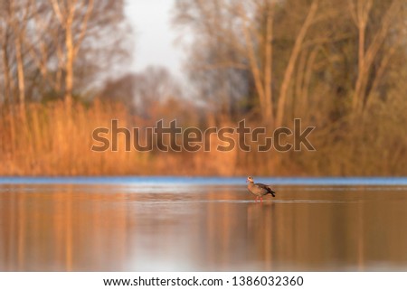 Similar – Image, Stock Photo Standing goose bird animal