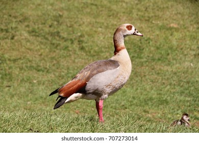 An Egyptian Goose standing in a grassy setting.