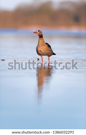 Similar – Image, Stock Photo Standing goose bird animal