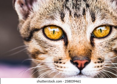 Egyptian Mau Cat