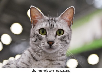 A Egyptian Mau Cat