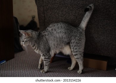 Egyptian Mau Cat Playing At A Rooftop