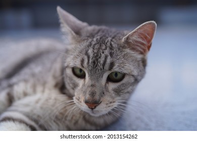 Egyptian Mau Cat Playing At A Rooftop