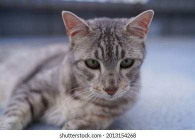 Egyptian Mau Cat Playing At A Rooftop