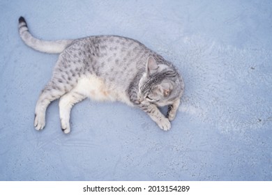 Egyptian Mau Cat Playing At A Rooftop