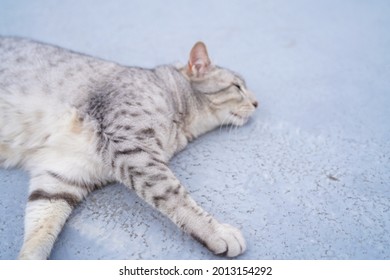 Egyptian Mau Cat Playing At A Rooftop