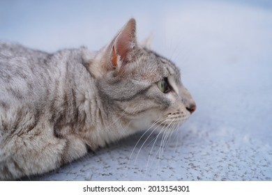 Egyptian Mau Cat Playing At A Rooftop