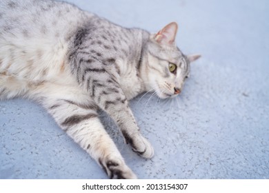 Egyptian Mau Cat Playing At A Rooftop