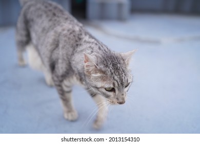 Egyptian Mau Cat Playing At A Rooftop