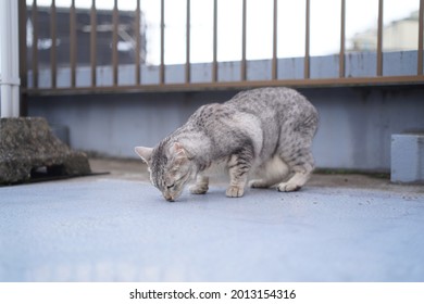 Egyptian Mau Cat Playing At A Rooftop