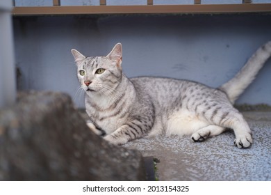 Egyptian Mau Cat Playing At A Rooftop