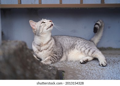 Egyptian Mau Cat Playing At A Rooftop