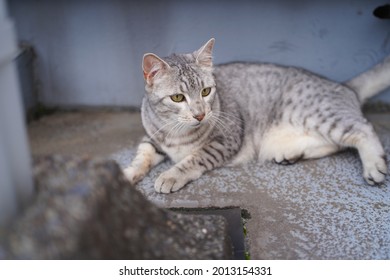 Egyptian Mau Cat Playing At A Rooftop