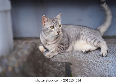 Egyptian Mau Cat Playing At A Rooftop