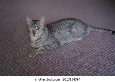 Egyptian Mau Cat Playing At A Rooftop