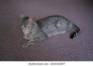 Egyptian Mau Cat Playing At A Rooftop