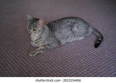 Egyptian Mau Cat Playing At A Rooftop