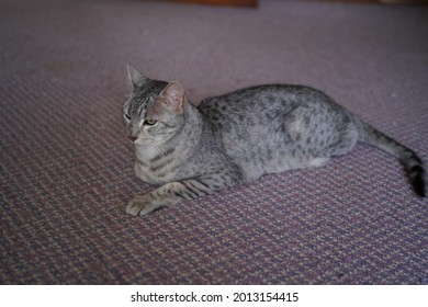 Egyptian Mau Cat Playing At A Rooftop