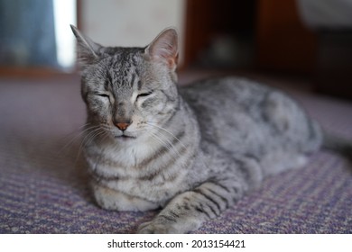 Egyptian Mau Cat Playing At A Rooftop