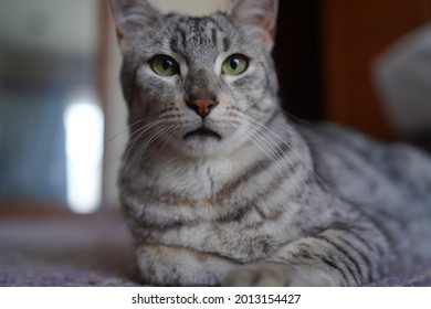 193 Cat walking on rooftop Images, Stock Photos & Vectors | Shutterstock