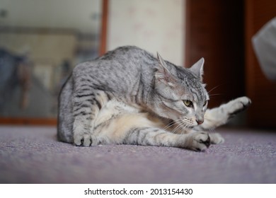 Egyptian Mau Cat Playing At A Rooftop