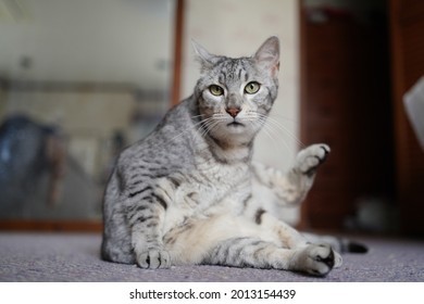 Egyptian Mau Cat Playing At A Rooftop