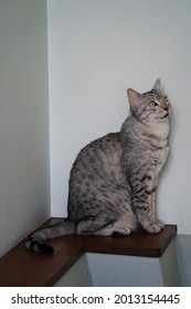 Egyptian Mau Cat Playing At A Rooftop