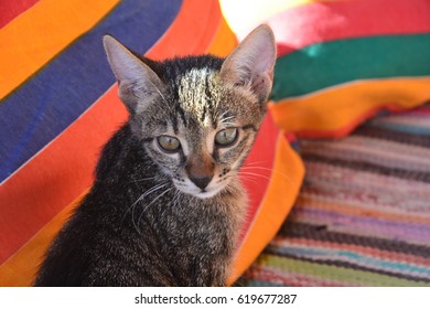 Egyptian Mau Kitten